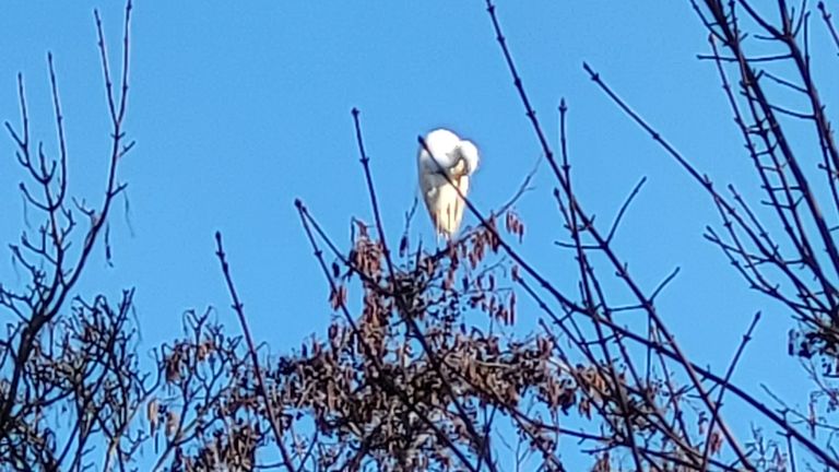 Een grote zilverreiger (foto: Miranda Vroon-Van Vugt).