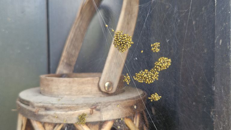 Kleine kruisspinnetjes bij elkaar (foto: Guusje Bus).