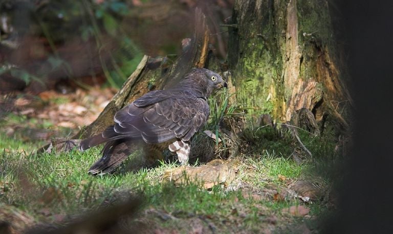 Een wespendief (foto: Saxifraga/Martin Mollet).