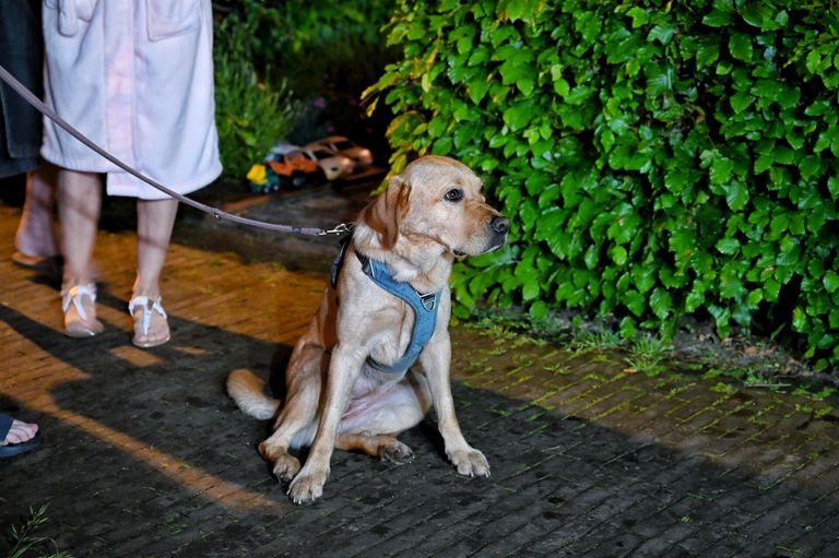 De hond merkte al dat er iets mis was voordat de brandmelders afgingen (foto: Toby de Kort/SQ Vision).