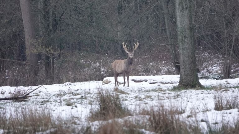 Een edelhert met een prachtig gewei (foto: Han van Roosmalen).