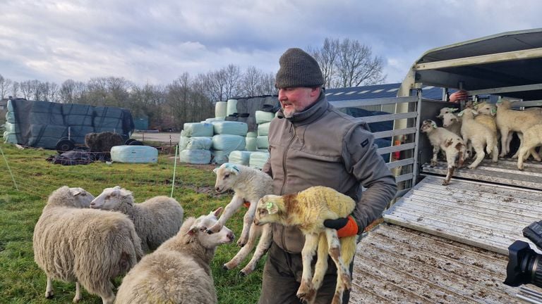 Riaan Stijdom met twee lammetjes (foto: Noël van Hooft)