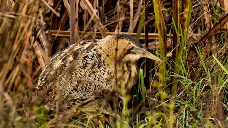 Roerdomp in de Biesbosch (Foto: Hans de Zwart)