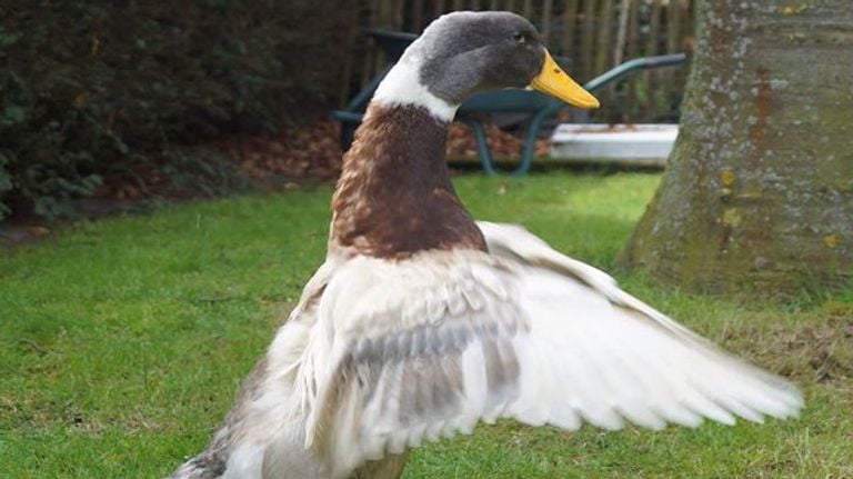 De 15-jarige eend Beacky (foto: Annelies Maanders).