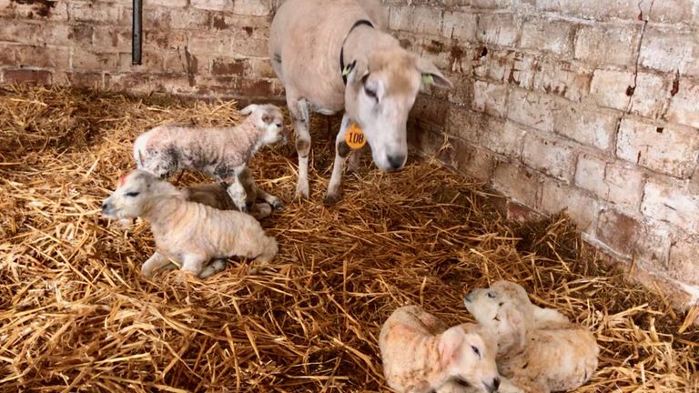 Moeder schaap met haar vijf lammetjes (foto: Ellis en Wil van Gog). 