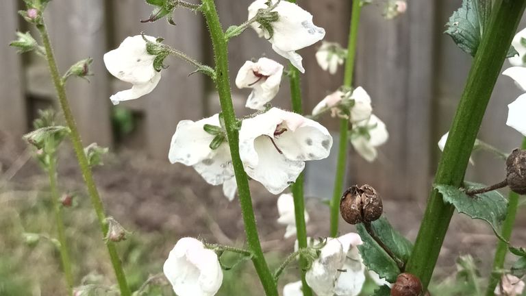 Mottenkruid (foto: Wim van der Zanden).