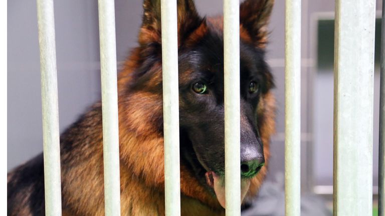 Een van de 34 honden die momenteel bij de Hondencampus zitten. (Foto: Karin Kamp)