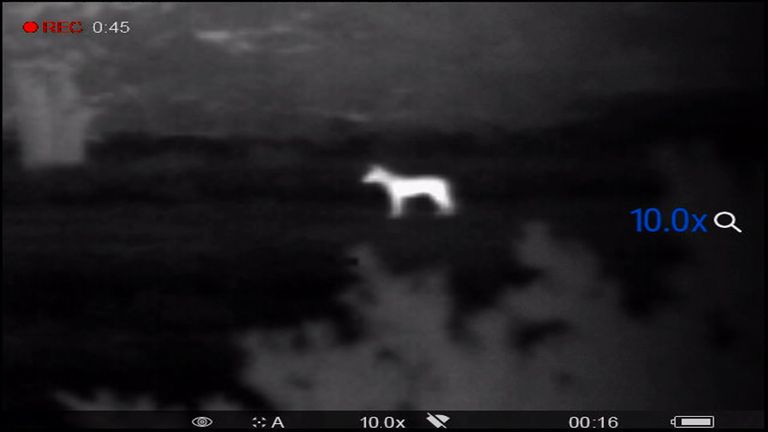 De wolf was te zien met een warmtebeeldcamera.