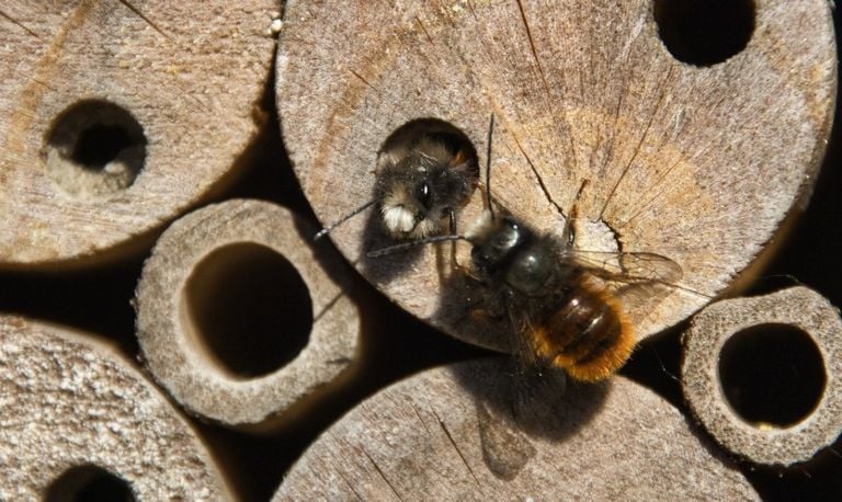 Een gehoornde metselbij (foto: Frans Bos).