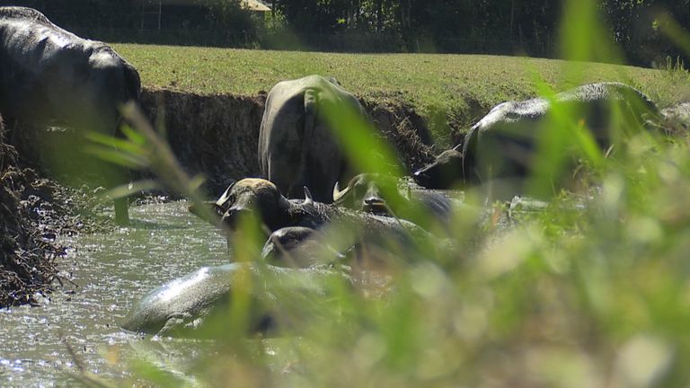 Waterbuffels van de Buffelgaard hebben het héél goed naar hun zin. 