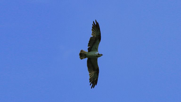 Visarend in de Biesbosch (foto: Evan van Wezel).