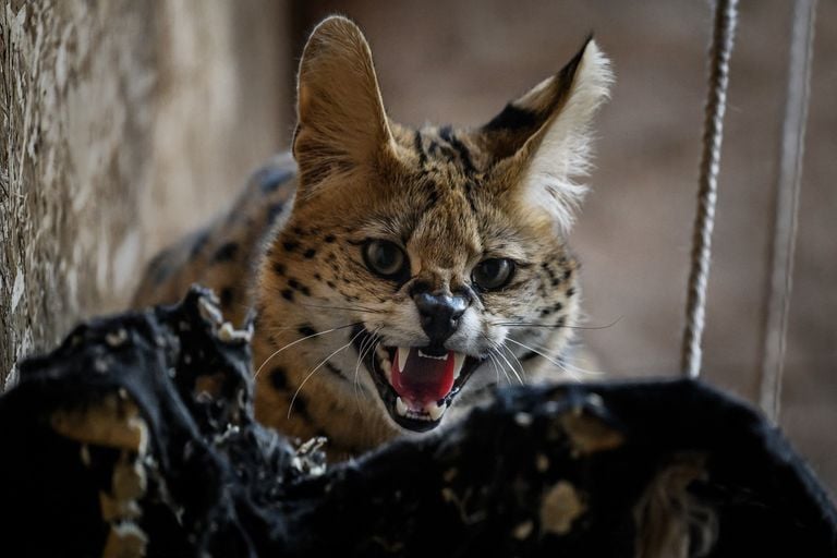 Een serval (foto: ANP 2024//Jeff Pachoud).