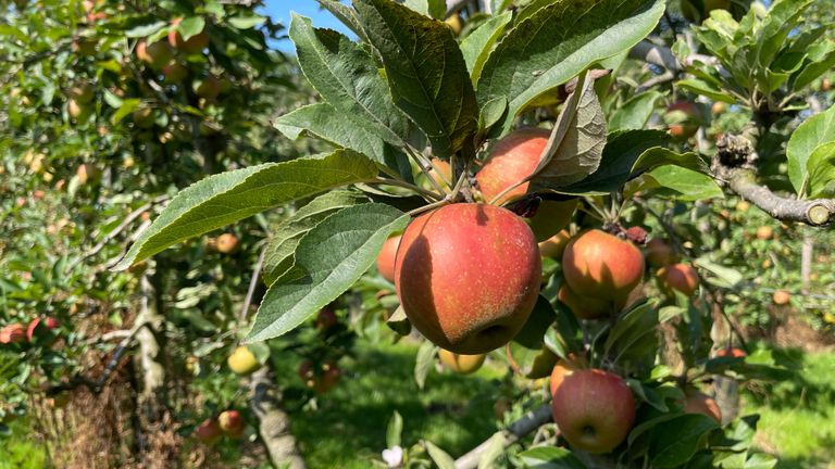 Veel appels kunnen bijna geplukt worden (foto: Rogier van Son).