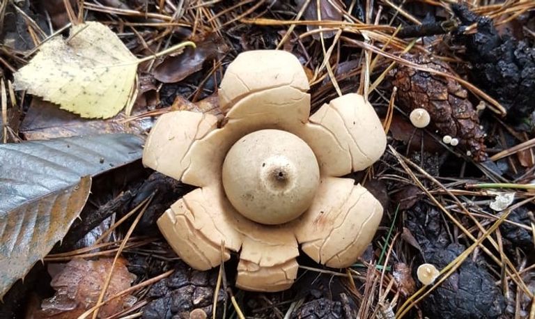 De gekraagde aardster (foto: Hartjes).