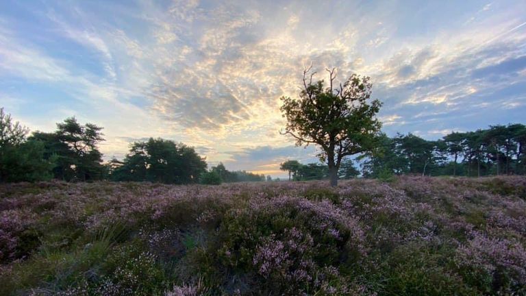 Prachtige heide op de Kampina (foto: Frans Kapteijns).