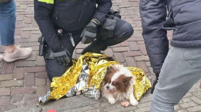 Het hondje is er naar omstandigheden goed aan toe (foto: Instagram wijkagenten Helmond binnenstad).