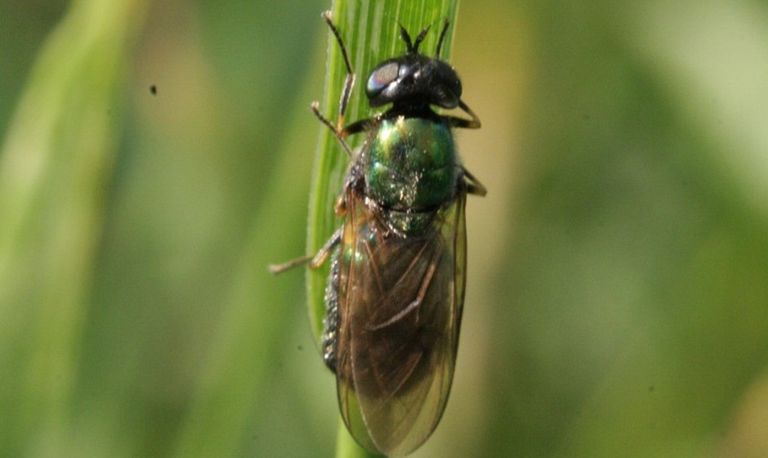 Een prachtwapenvlieg (foto: Saxifraga, Rutger Barendse).