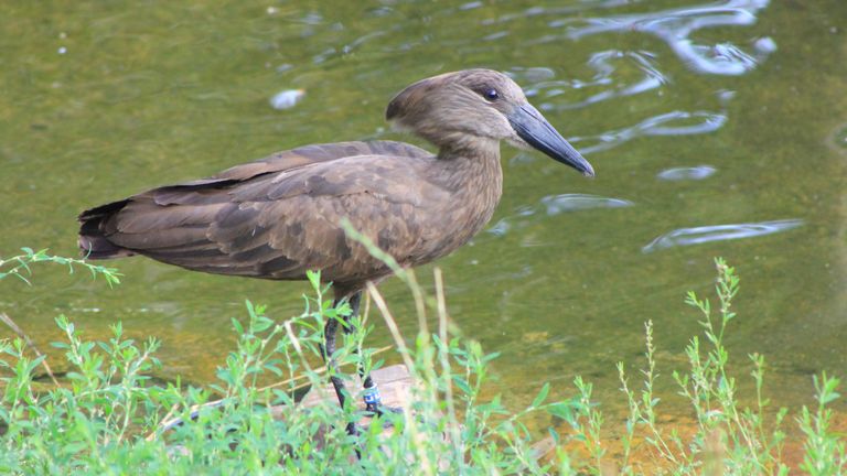 Hamerkop (foto: ZooParc Overloon)