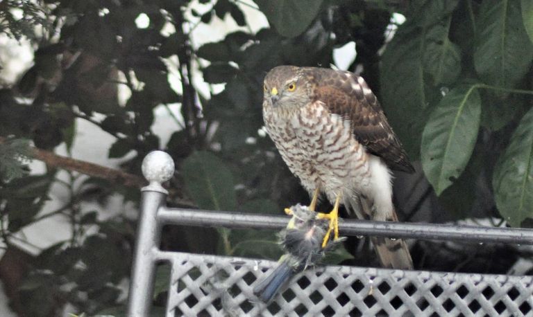 Het vrouwtje van een sperwer (foto: Hetty Uijtdewilligen).