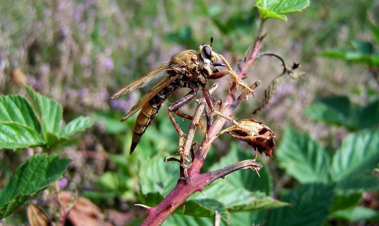 Een hoornaarroofvlieg (foto: Piet Hendriks).