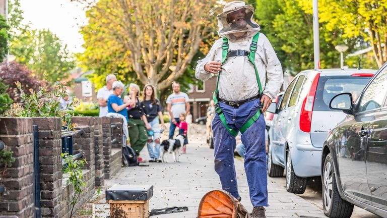 De bijen gaan met de imker mee naar hun nieuwe thuis (foto: Jack Brekelmans/SQ Vision).