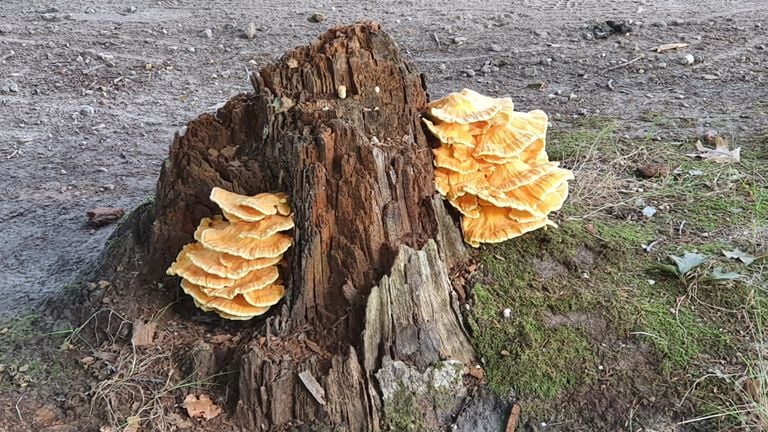 Een oude zwavelzwam (foto: Hans van Kaathoven).