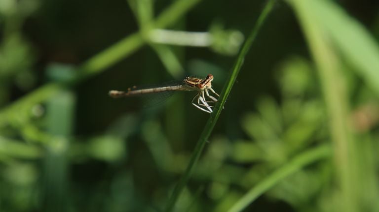 Een blauwe breedscheenjuffer (foto: Michel Felten).