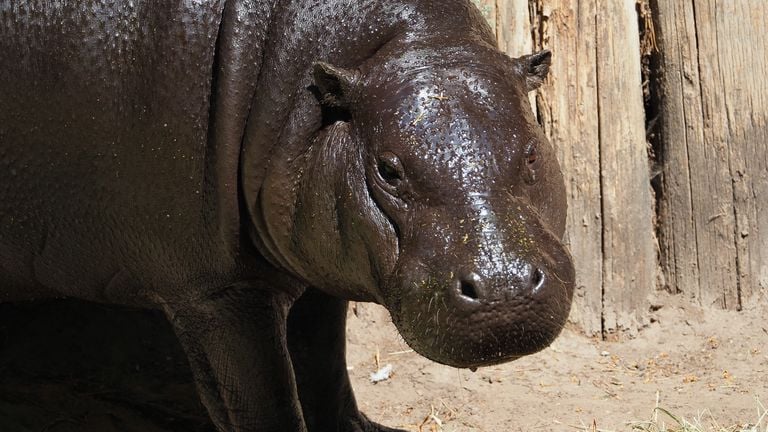 Dwergnijlpaard (foto: ZooParc Overloon)