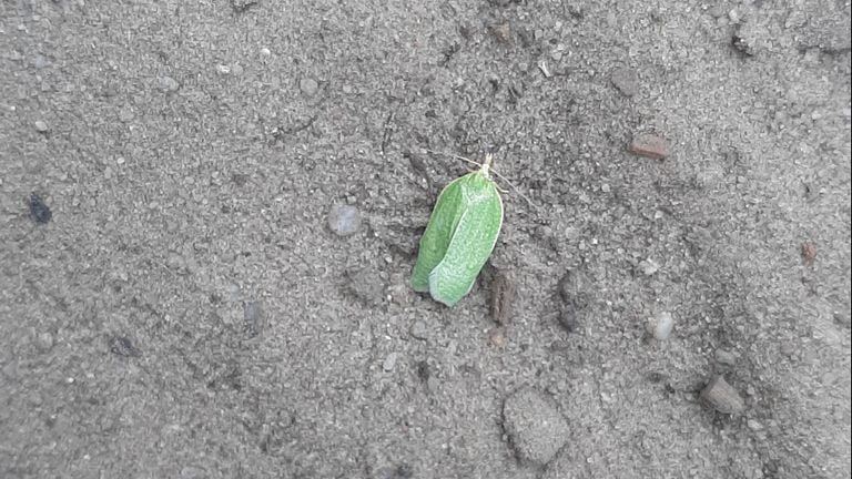 Een groene eikenbladroller (foto: Hennie van Kessel).