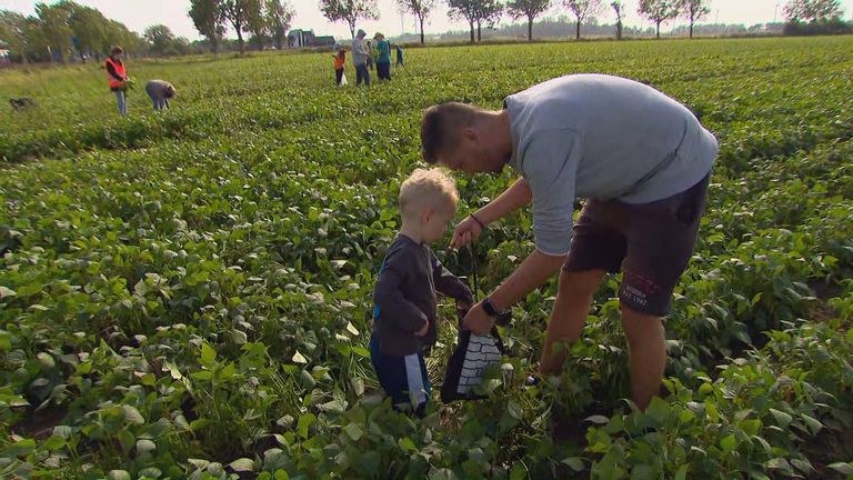 Tim et son fils ont cueilli une grande montagne de haricots verts qu'ils vont congeler. 