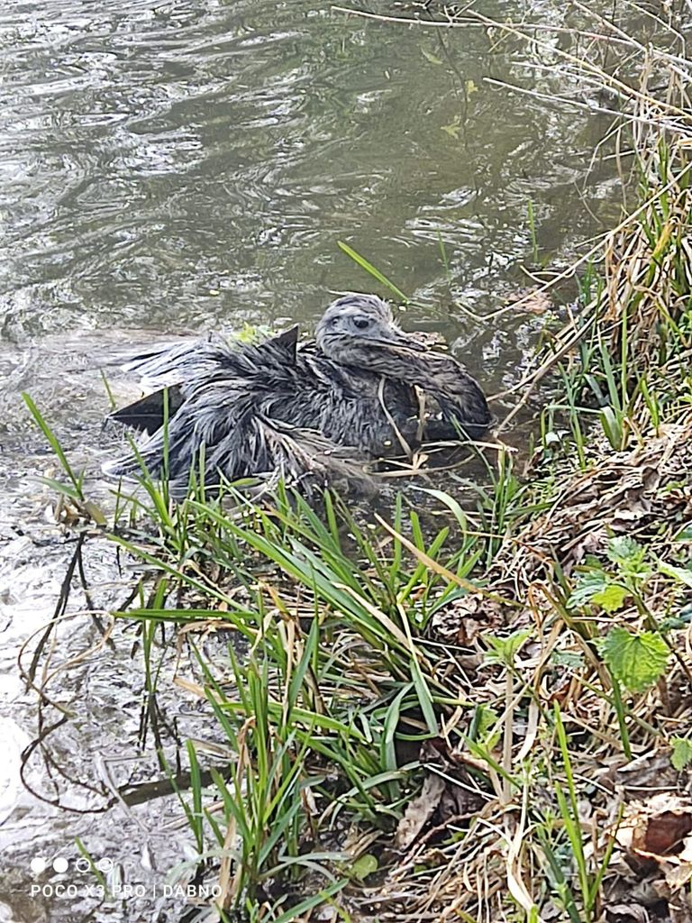 De kletsnatte nandoe in het water.