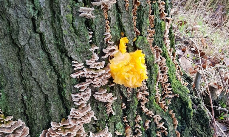 Op een stam heel veel gewone elfenbankjes en een gele trilzwam (foto: Ellie Louwers).