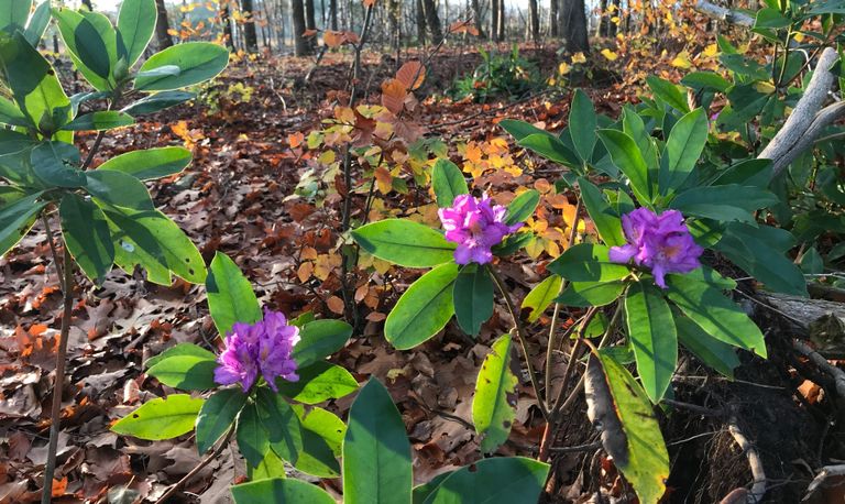 Een bloeiende Pontische rododendron in november (foto: Angela Feitz).