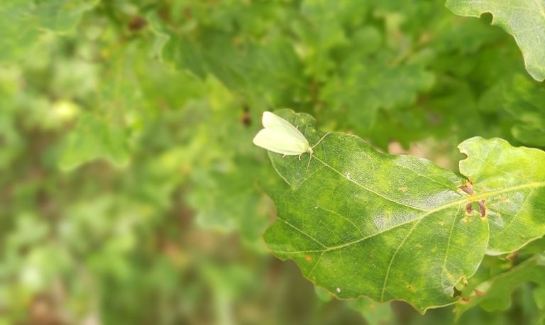 Groene eikenbladroller (foto: Kees der Kinderen).