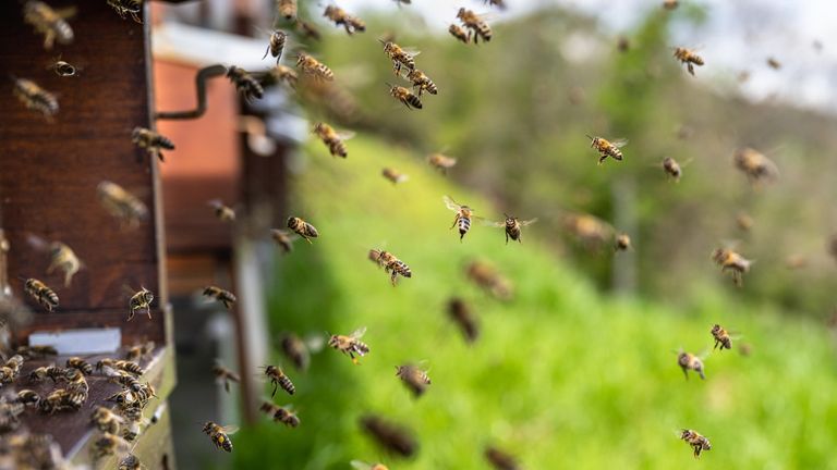 Honingbijen voor de kast (foto: Serge via Pixabay).