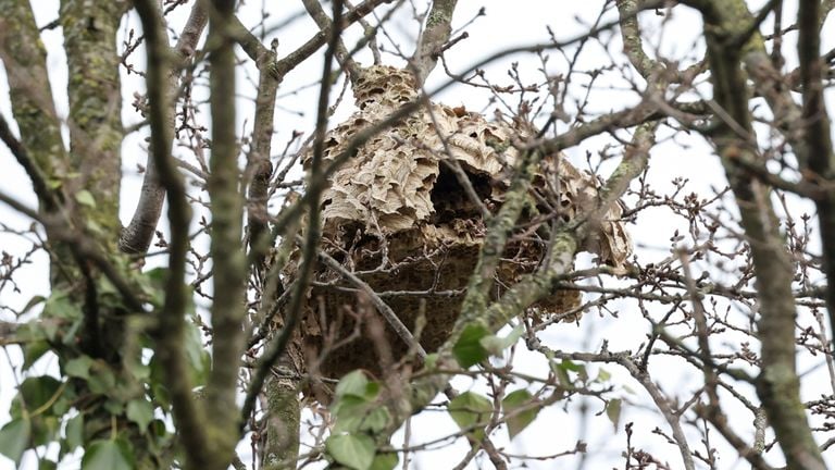 Een leeg nest van de Aziatische hoornaar (foto: Karin Montanus).