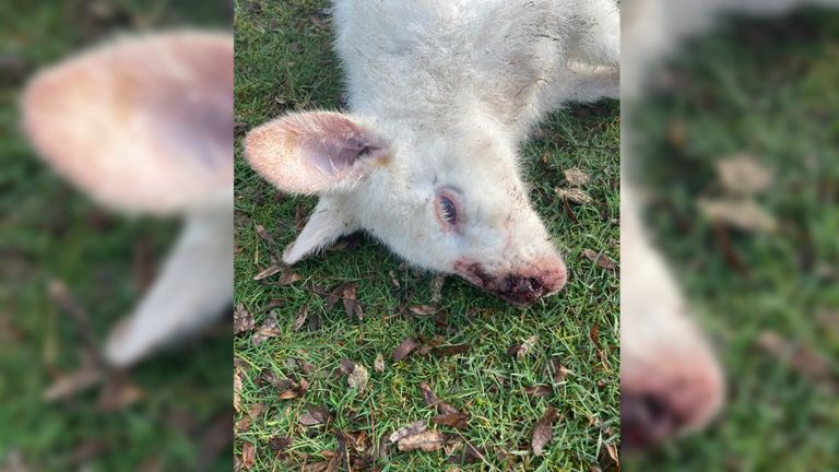 Fien had drie albino wallaby's (foto: Fien Roefs).