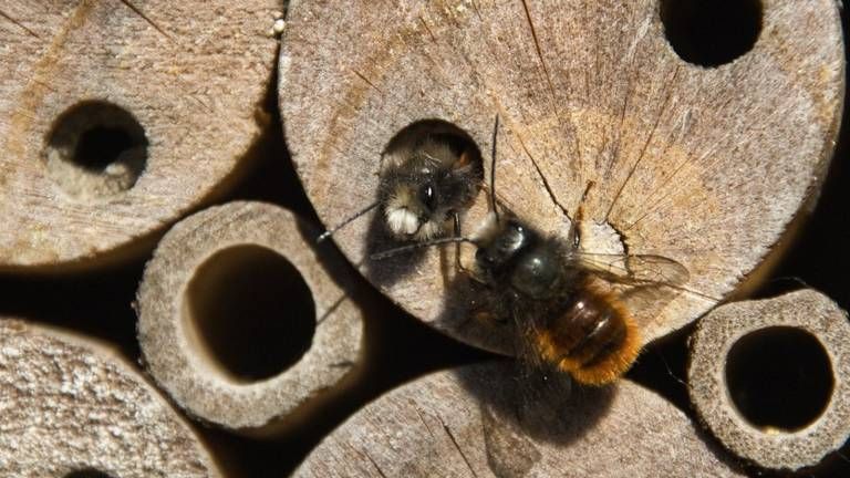 Een gehoornde metselbij (foto: Frans Bos).