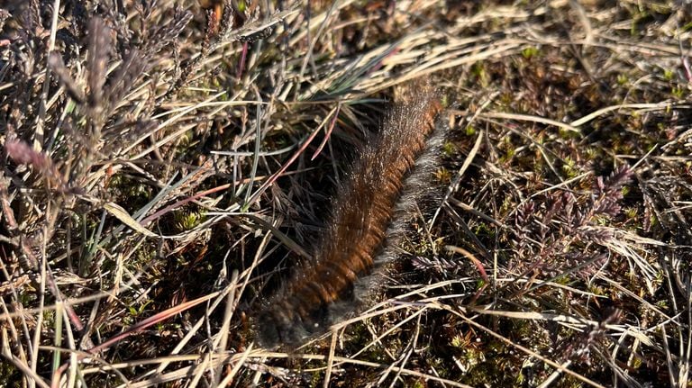 Een veelvraat (foto: Ingrid Joosse).