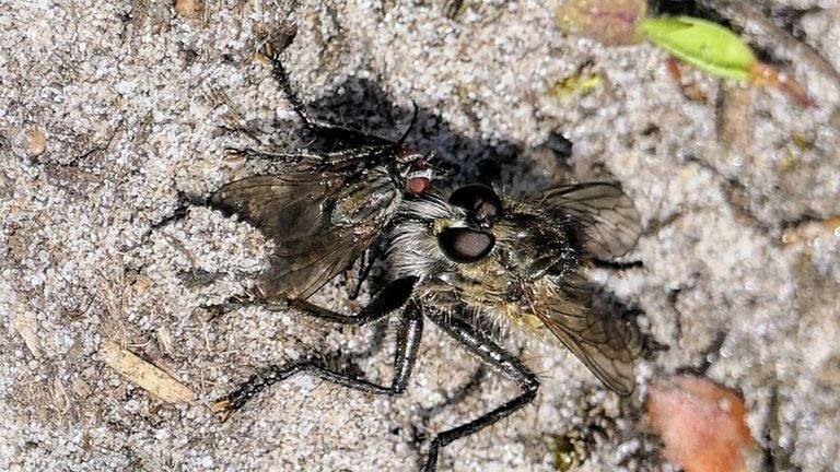 Een roofvlieg met een prooi! (foto: Marianne Wijten).