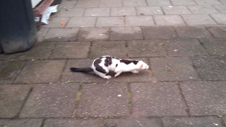 Het dier in de tuin van Jago (foto: Jago Lachmeijer).