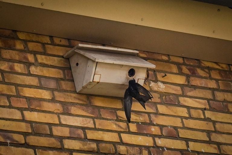 De vogel bungelde aan het nestkastje bij een huis aan de Haydnstraat in Deurne (foto: Harrie Grijseels/SQ Vision).