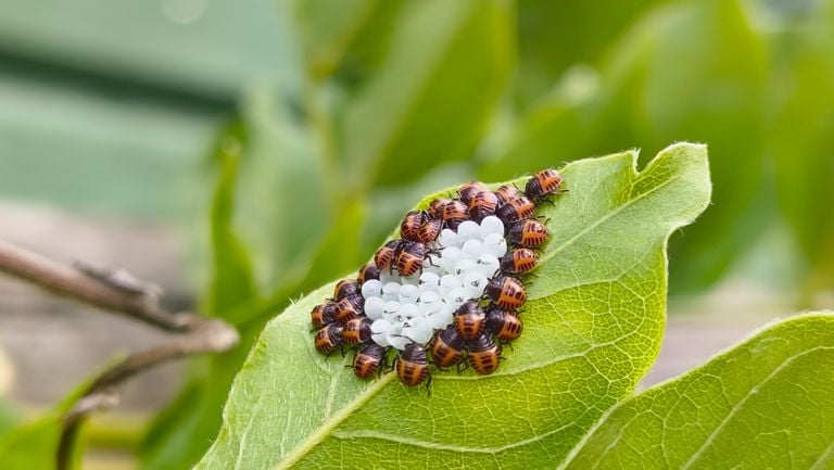 Eitjes en larven van een bessenschildwants (foto: Bas Bertrand).