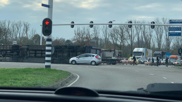 Varkens op de weg