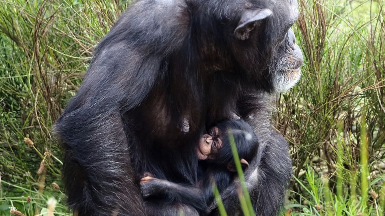 Safaripark Beekse Bergen is verguld met het chimpanseejong 