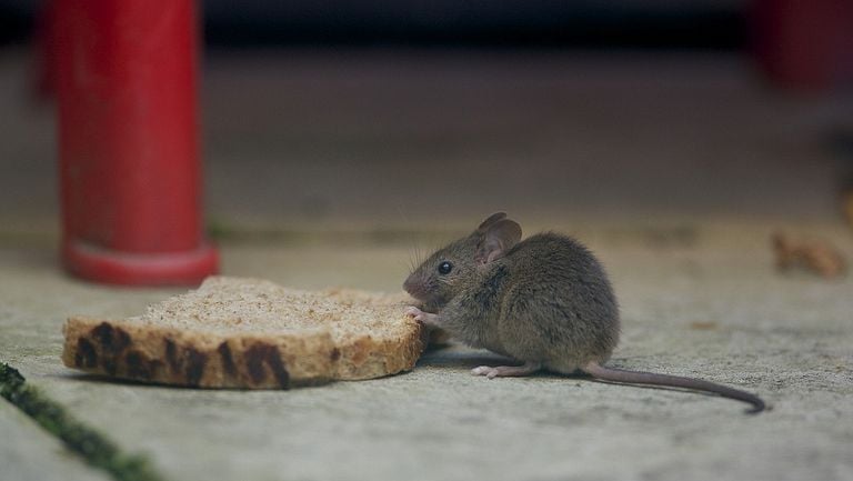 Een huismuis. (Foto: Luc Hoogenstein/Saxifraga)