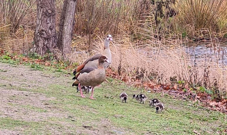 Nijlganzen met jonkies eind december (foto: Pieter van Herwijnen).