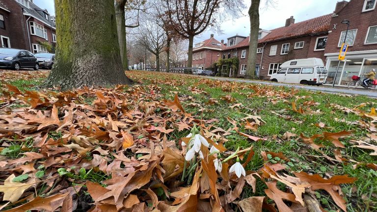 Henk Voermans zag donderdag de eerste lentebodes: sneeuwklokjes in Breda (foto: Henk Voermans).