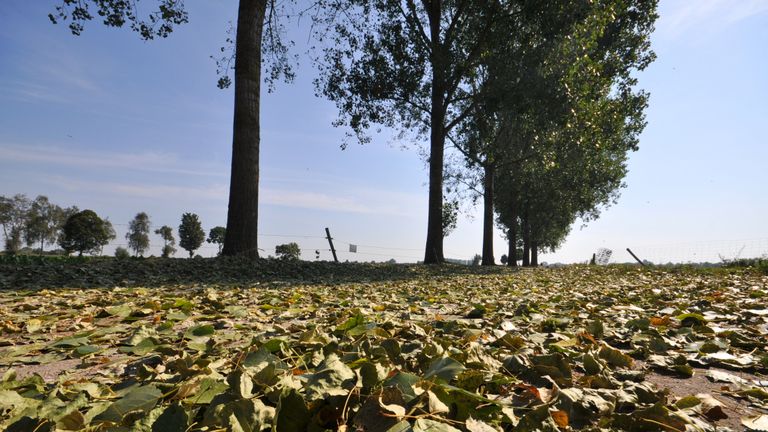 Bomen verliezen hun blad bij deze hitte (foto: Ben Saanen).