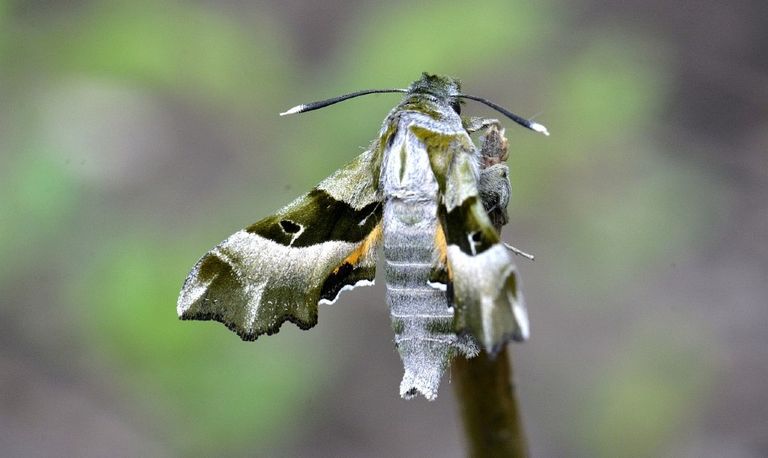 De teunisbloempijlstaart (foto: Saxifraga/Peter_Gergely).